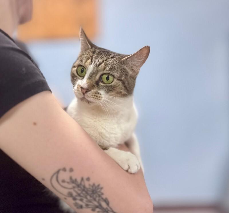 Enlarge Missy, a Adoptable Domestic Short Hair in Wooster, OH image 1/1