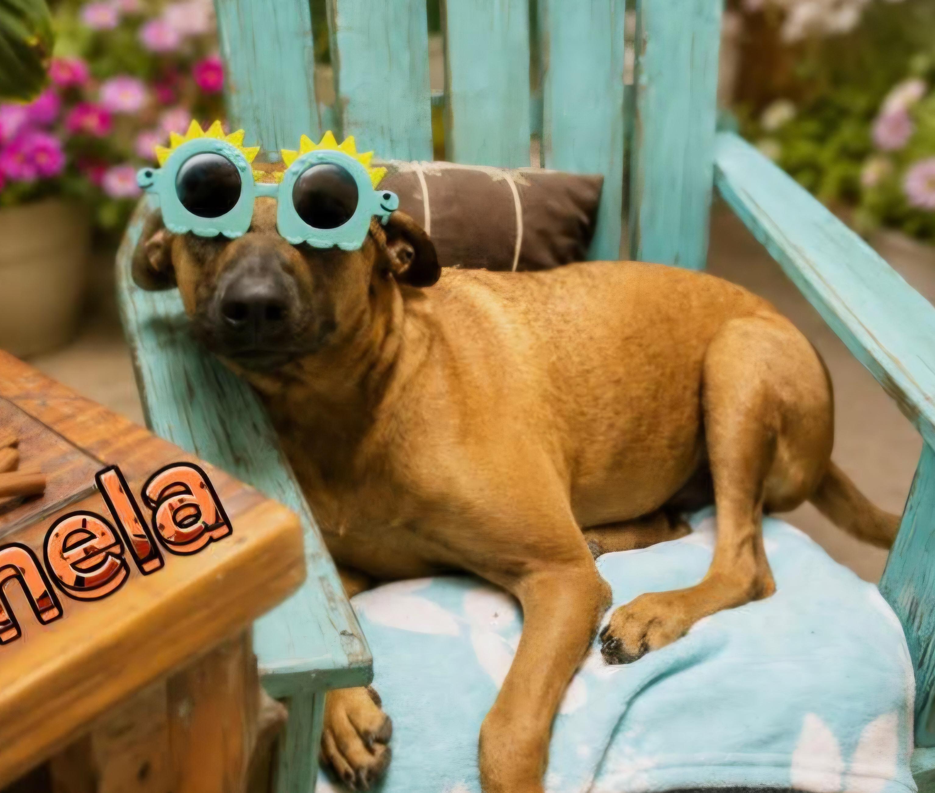 Enlarge Canela, a Adoptable mixed breed in Fabius, NY image 4/5