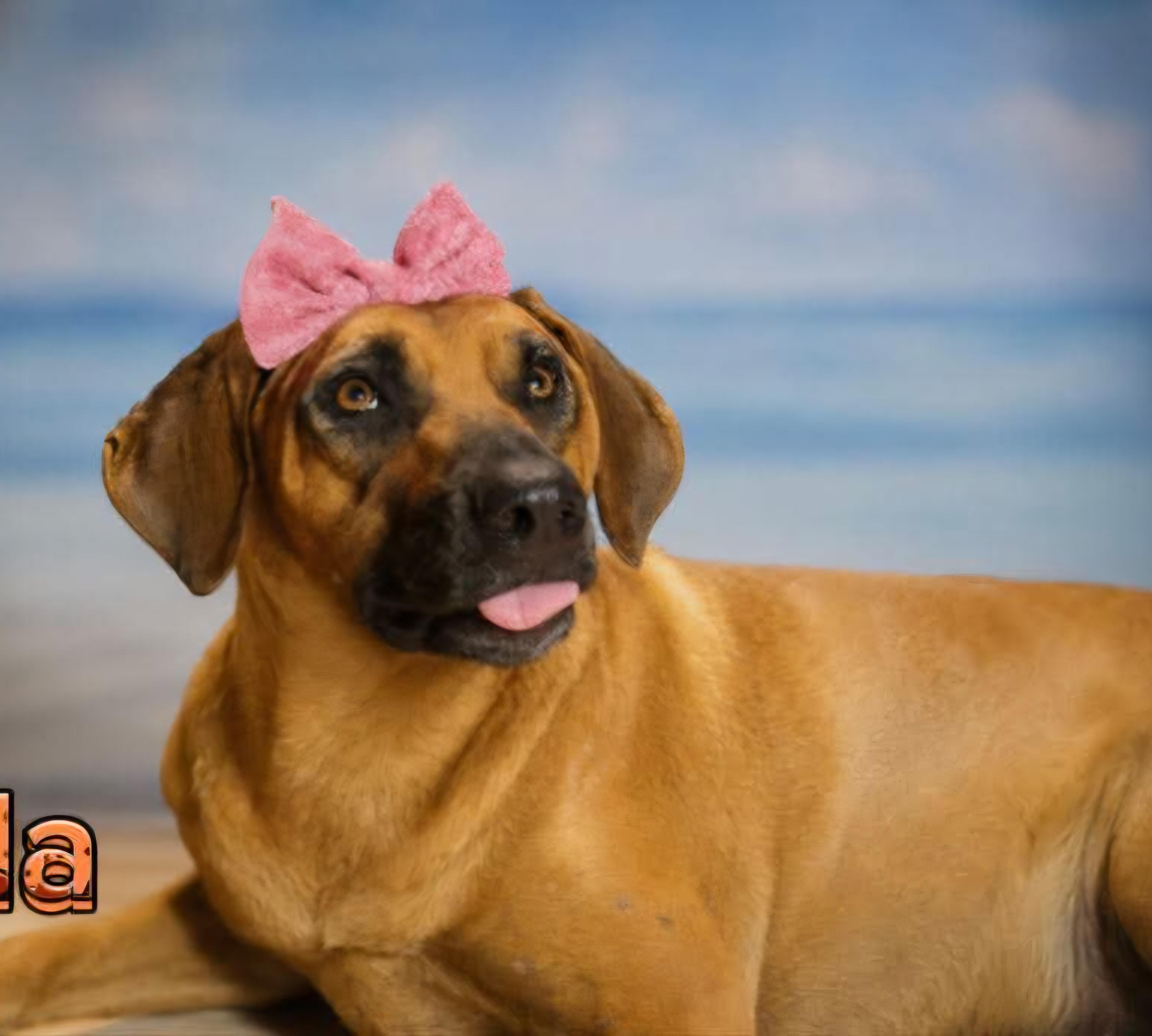 Enlarge Canela, a Adoptable mixed breed in Fabius, NY image 1/5