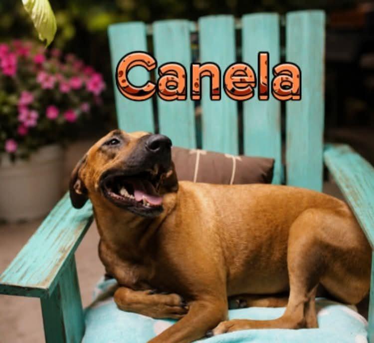 Enlarge Canela, a Adoptable mixed breed in Fabius, NY image 2/5