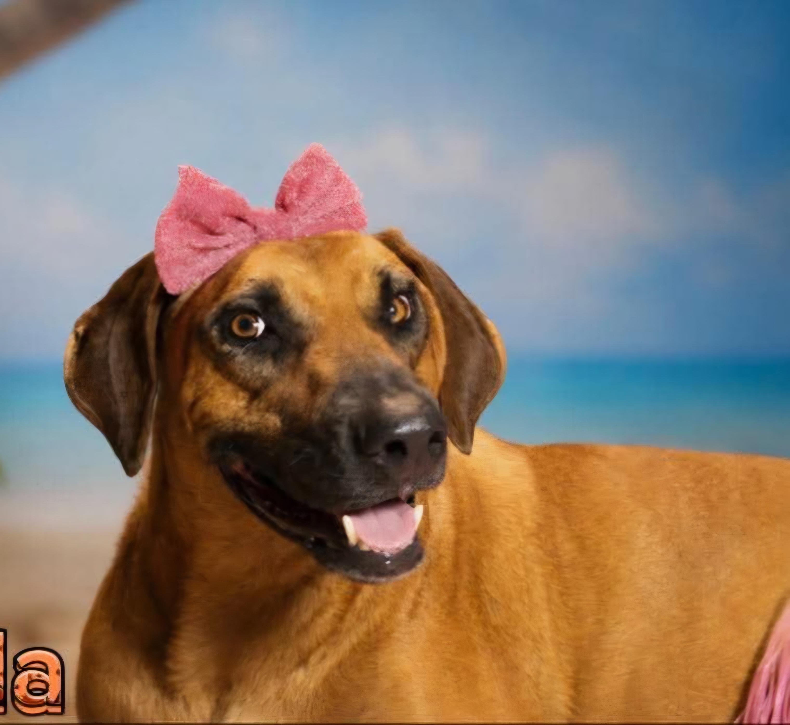Enlarge Canela, a Adoptable mixed breed in Fabius, NY image 5/5
