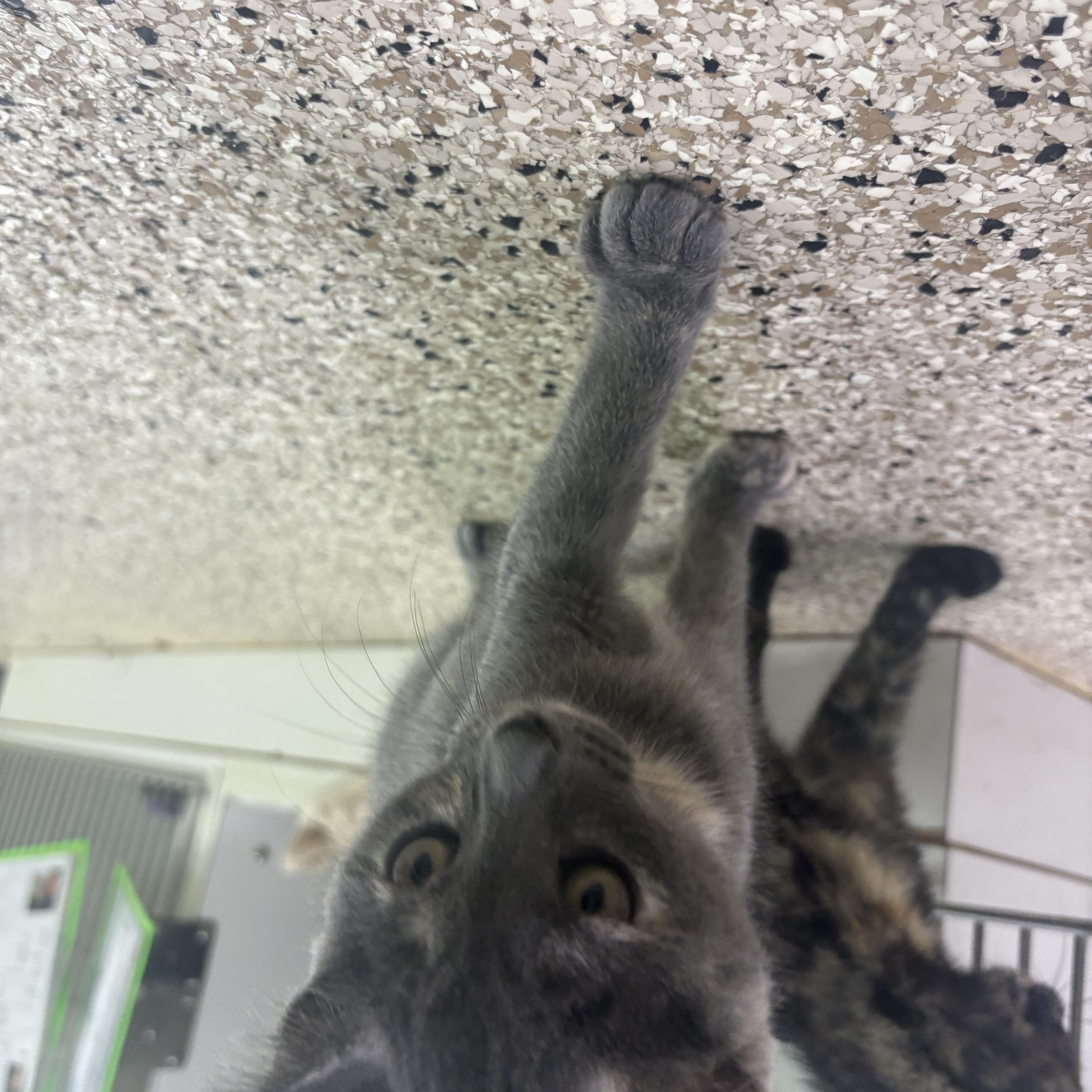 Alexandrite, ADOPTABLE, Young Female Domestic Short Hair.