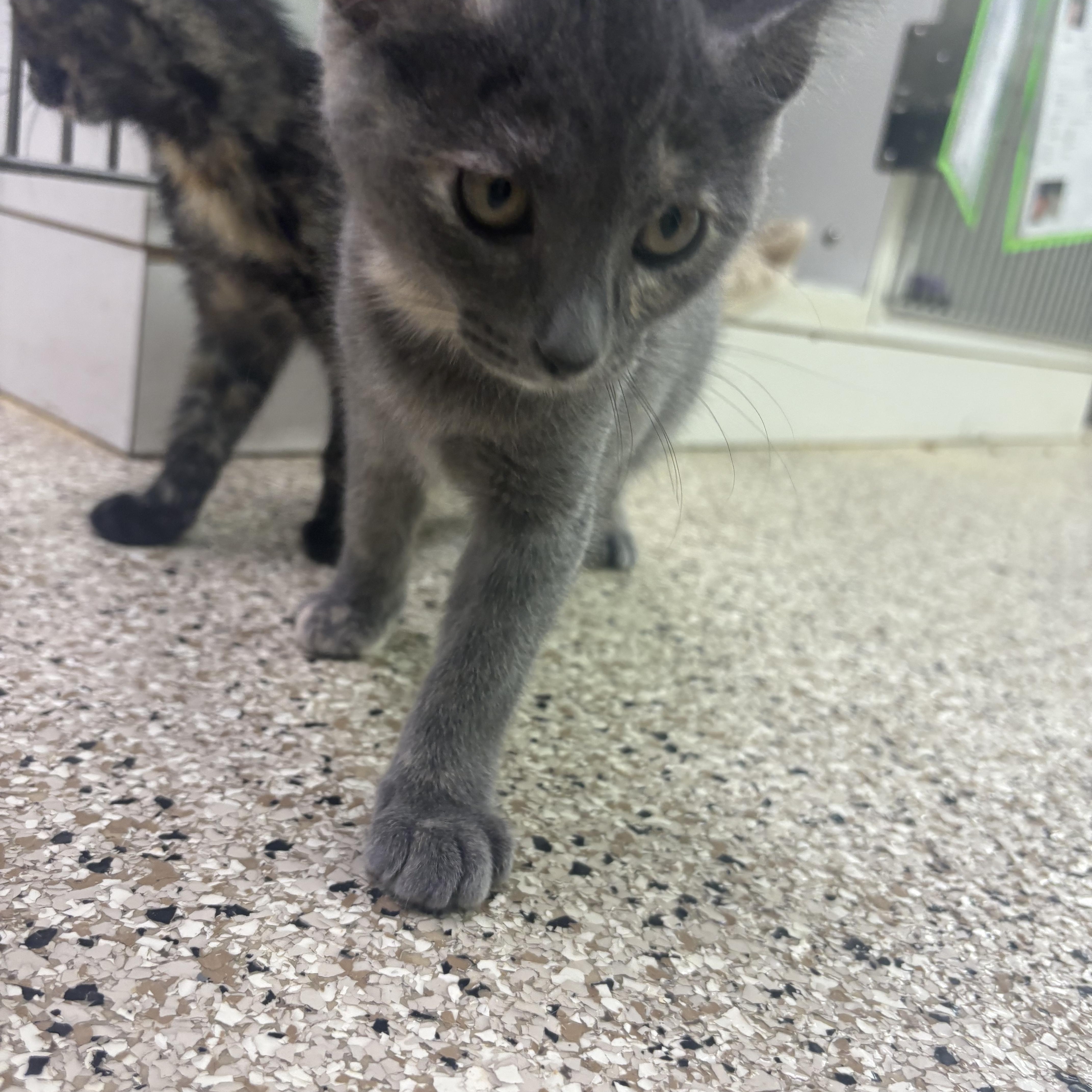 Enlarge Alexandrite, a ADOPTABLE Domestic Short Hair in Blue Springs, MO image 1/1