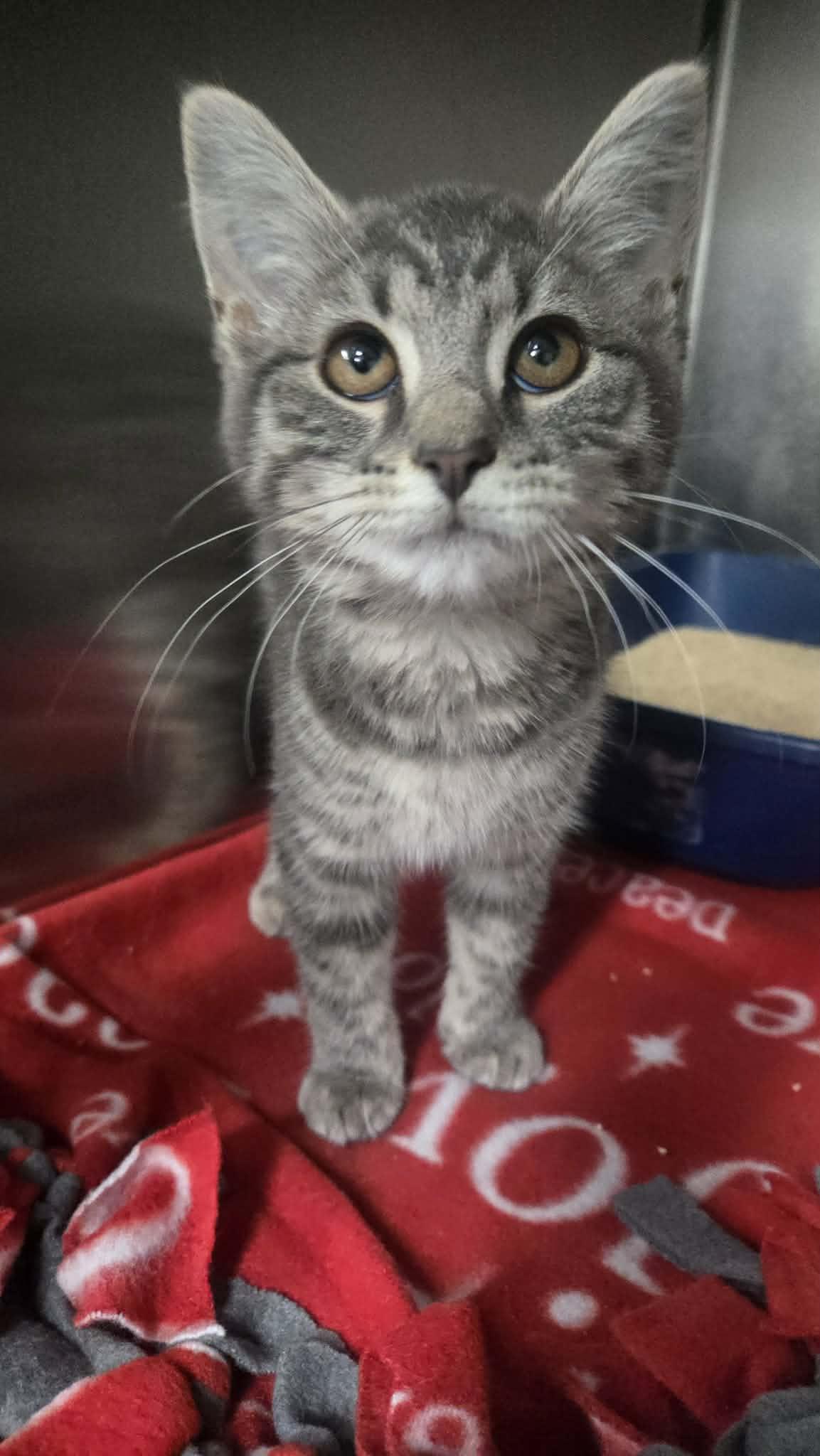 Billy Jean, Adoptable, Kitten Female Domestic Short Hair.