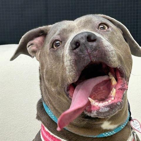 Xena $99 — thumbnail 2