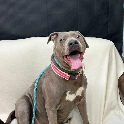 Xena $99 — thumbnail 3