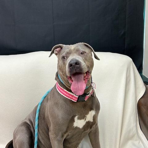 Xena $99 — thumbnail 4