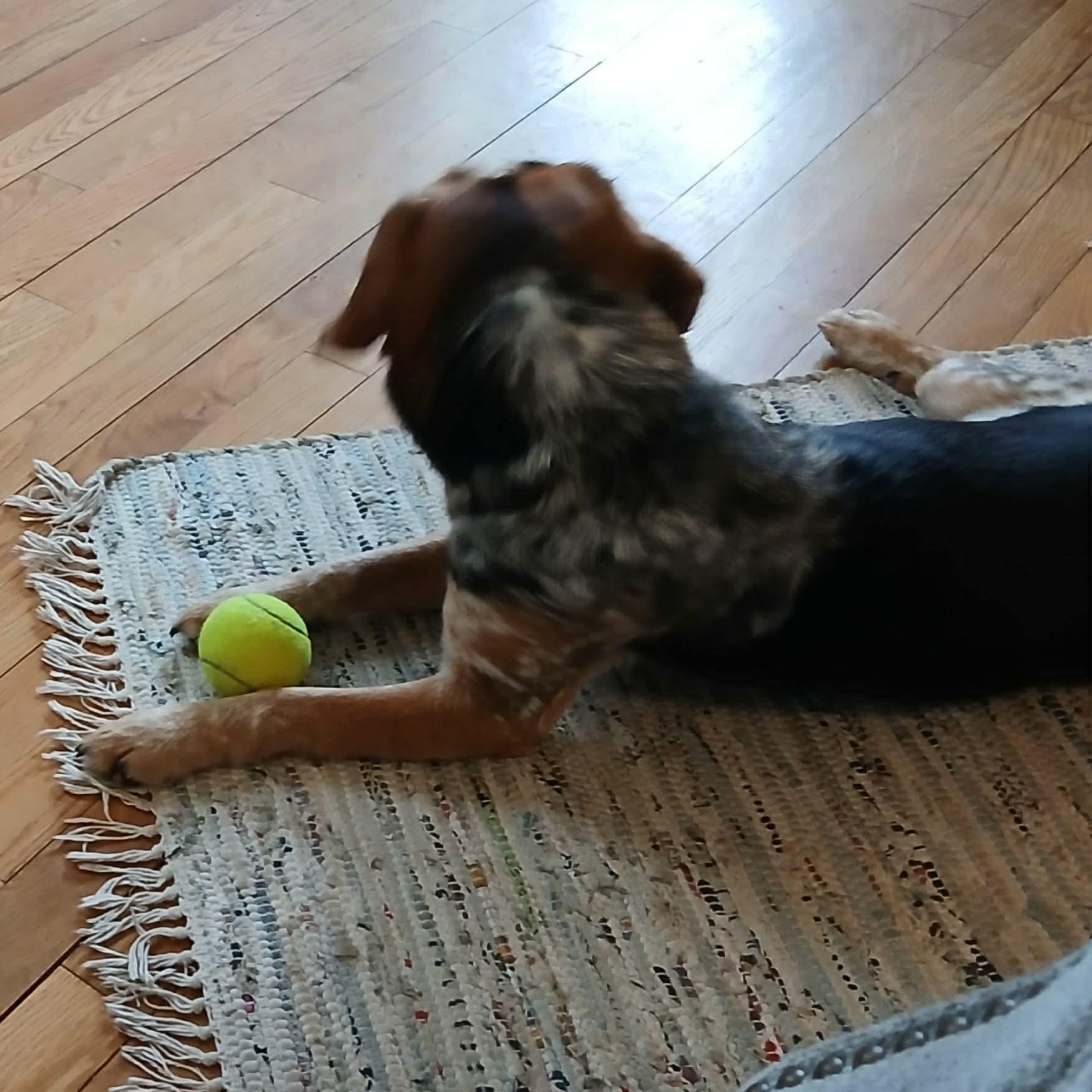 Luke, a ADOPTABLE Beagle in Rochester, NY image 4/6