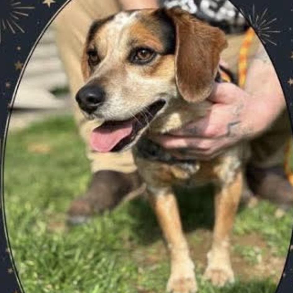Luke, a ADOPTABLE Beagle in Rochester, NY image 6/6