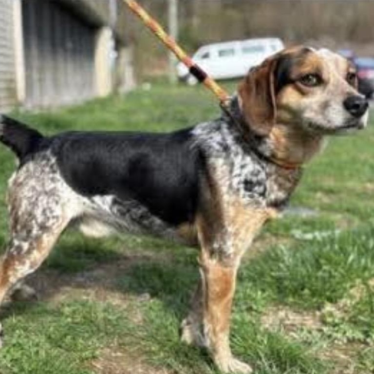 Luke, a ADOPTABLE Beagle in Rochester, NY image 5/6
