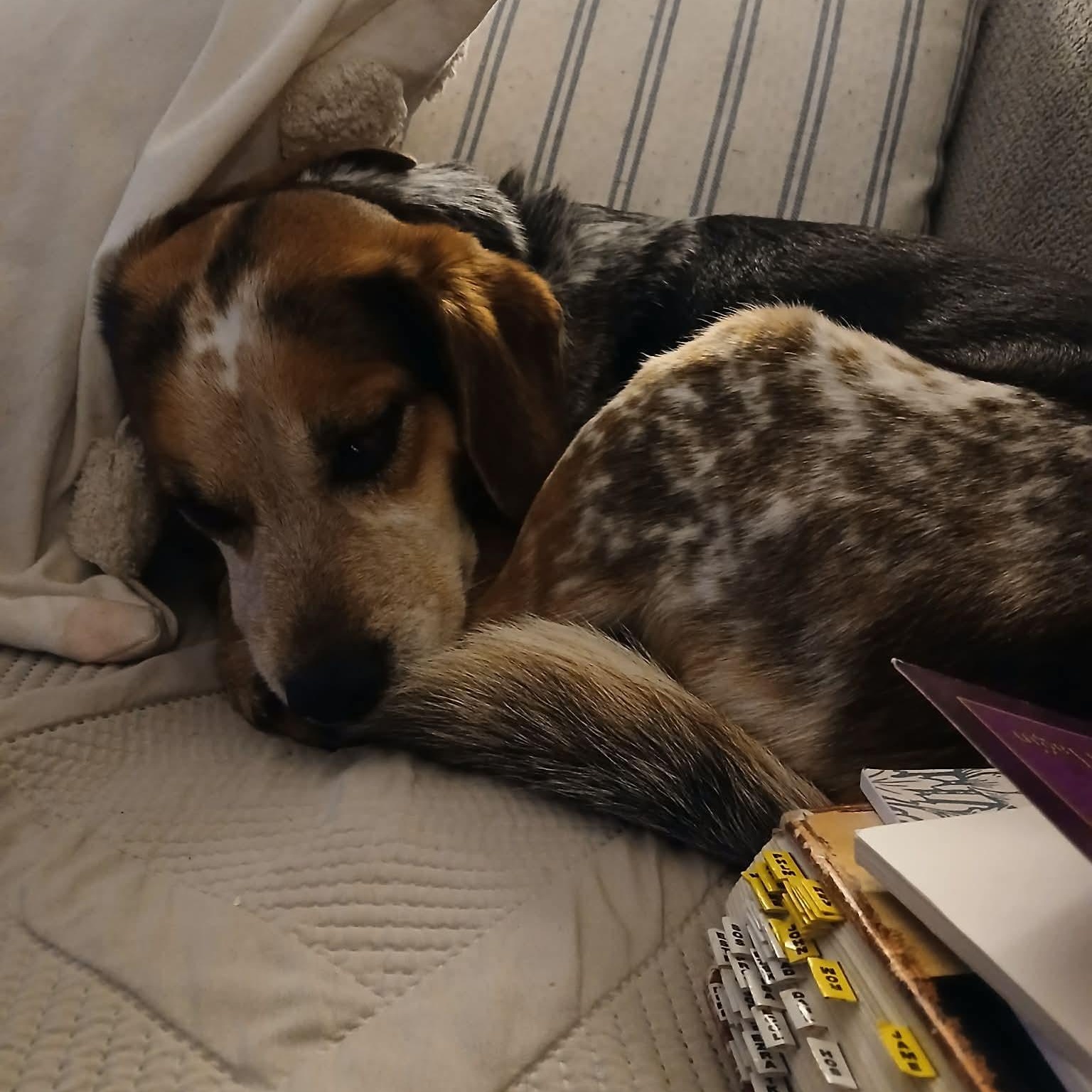 Luke, a ADOPTABLE Beagle in Rochester, NY image 3/6