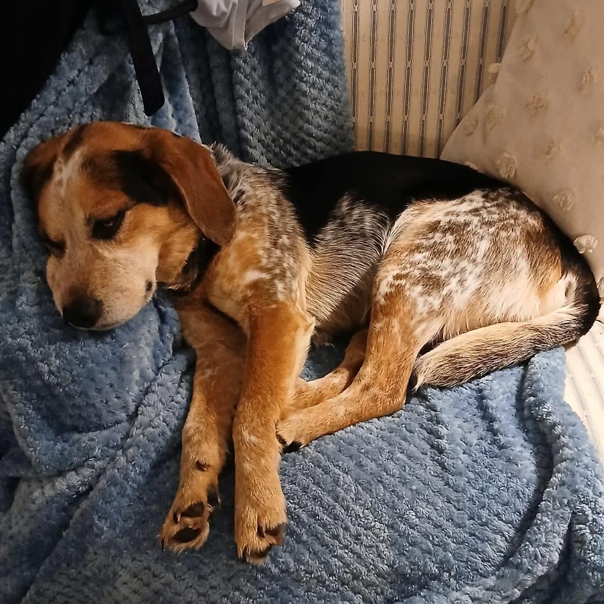 Luke, a ADOPTABLE Beagle in Rochester, NY image 2/6
