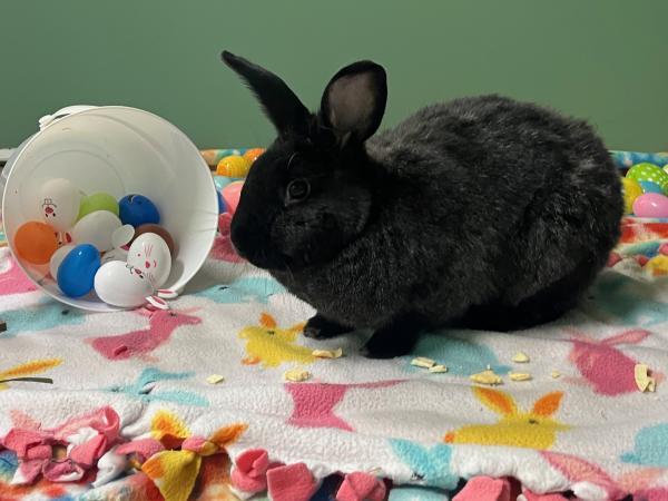 Ebony, Adoptable, Adult Male Bunny Rabbit.