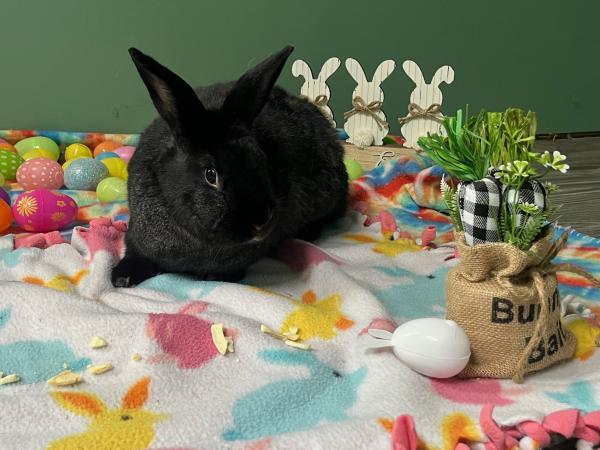 Enlarge Ebony, a Adoptable Bunny Rabbit in Kalamazoo, MI image 2/3