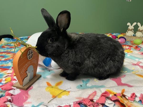 Enlarge Ebony, a Adoptable Bunny Rabbit in Kalamazoo, MI image 3/3