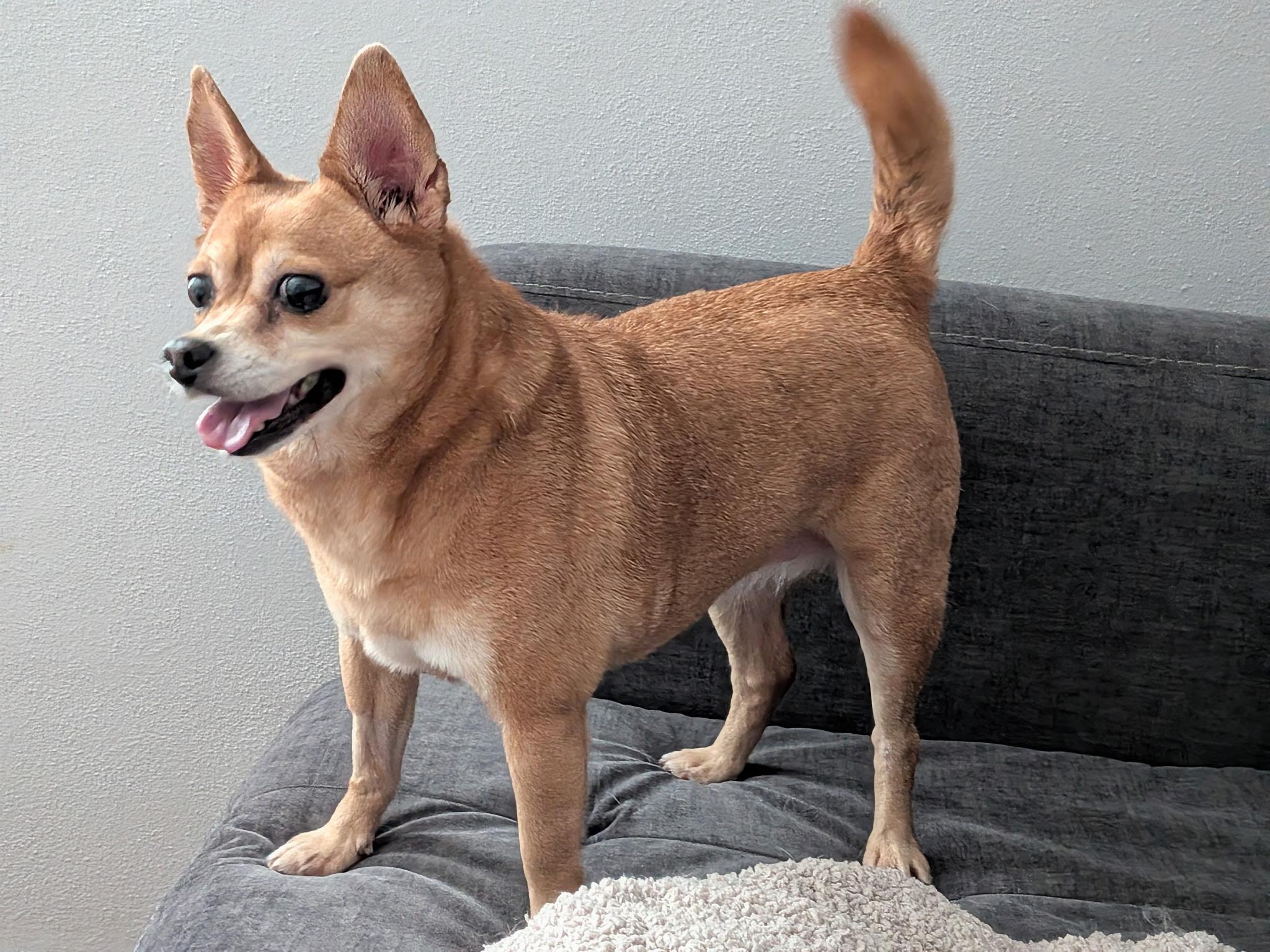 Gemma, ADOPTABLE, Adult Female Chihuahua.