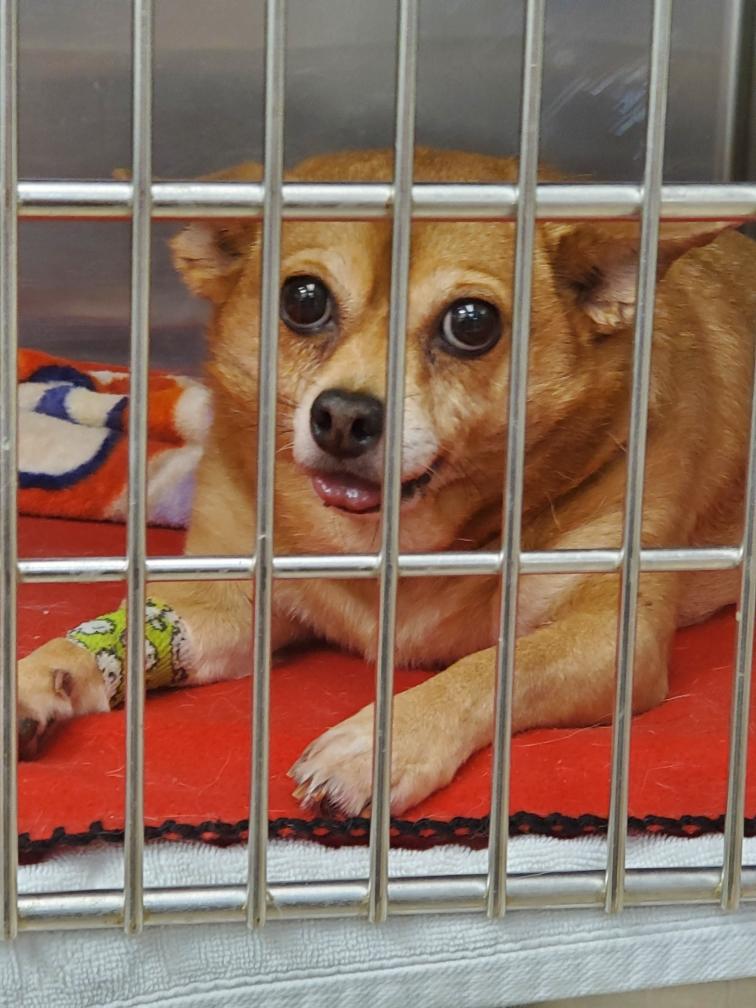 Enlarge Gemma, a ADOPTABLE mixed breed in Mary Esther, FL image 2/4