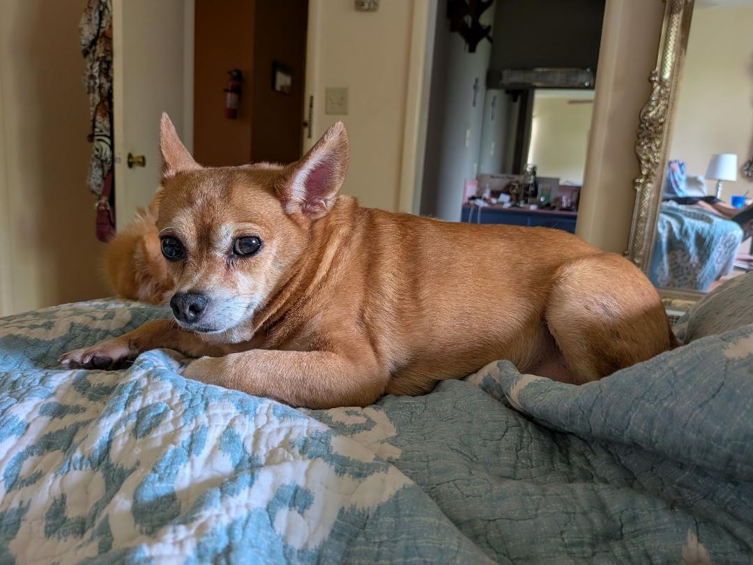 Gemma, a ADOPTABLE mixed breed in Mary Esther, FL image 2/6