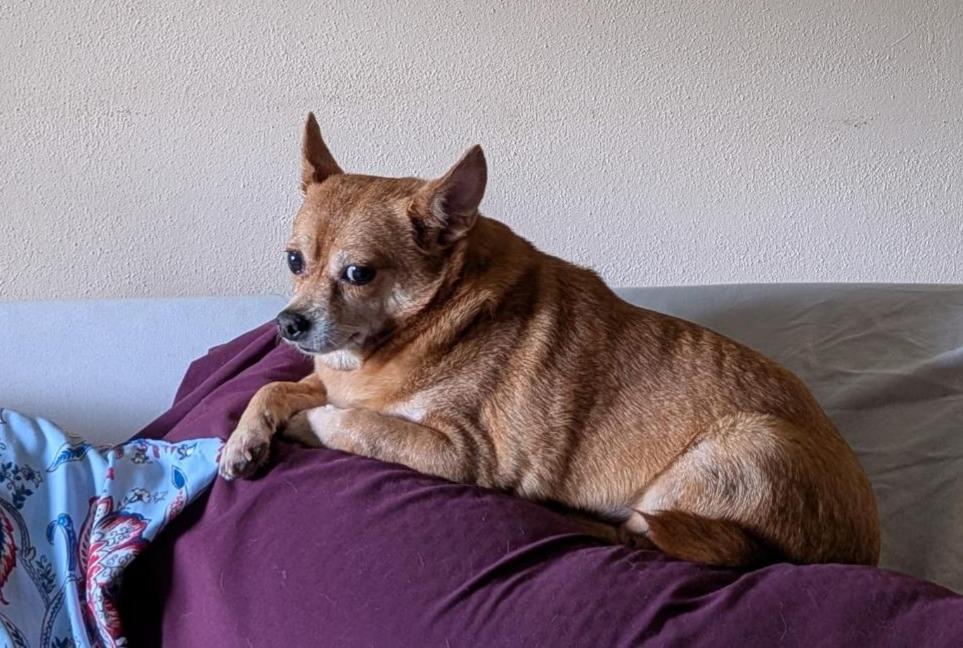 Gemma, a ADOPTABLE mixed breed in Mary Esther, FL image 5/6