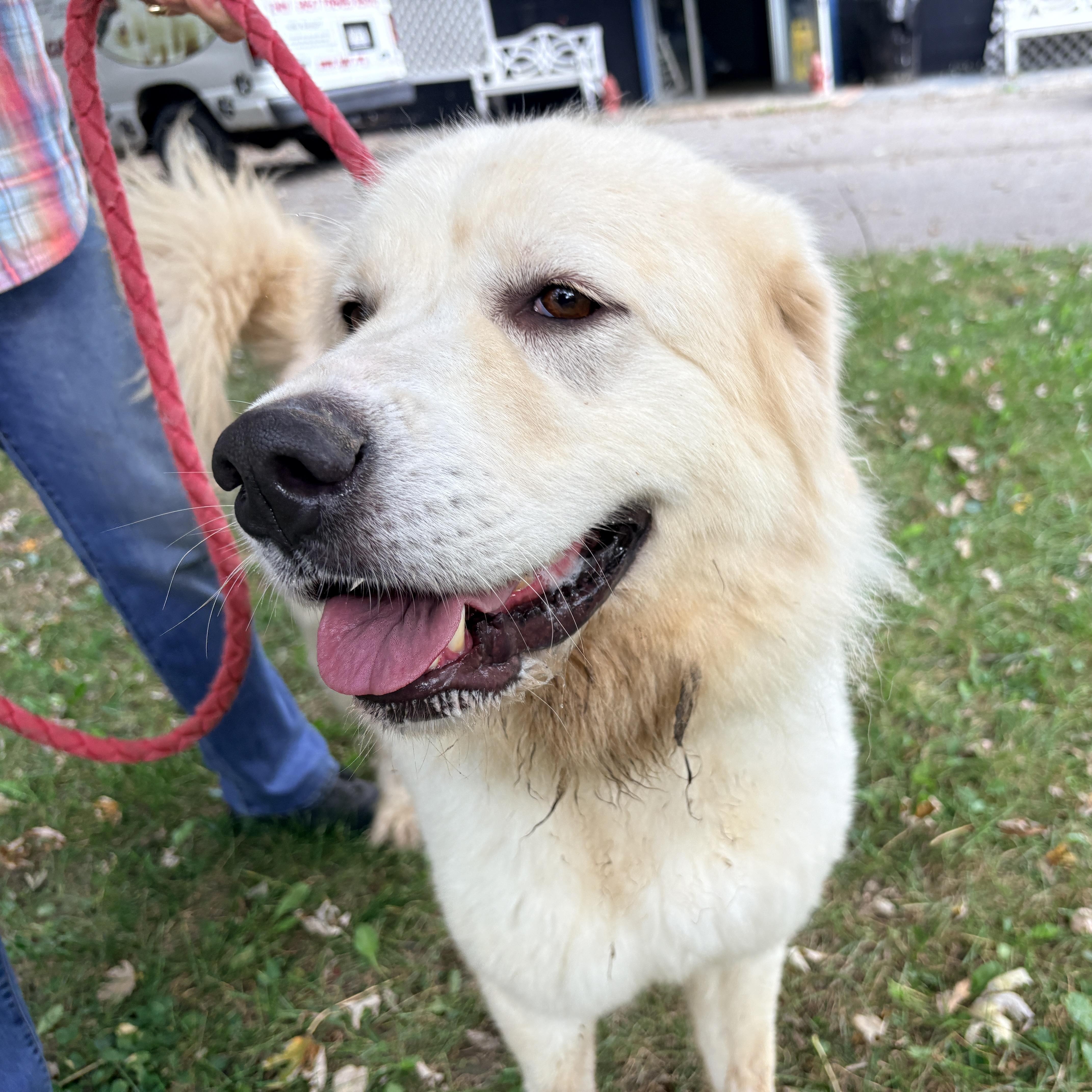 Millie New to Rescue - Loves People, Adoptable, Adult Female Great Pyrenees.