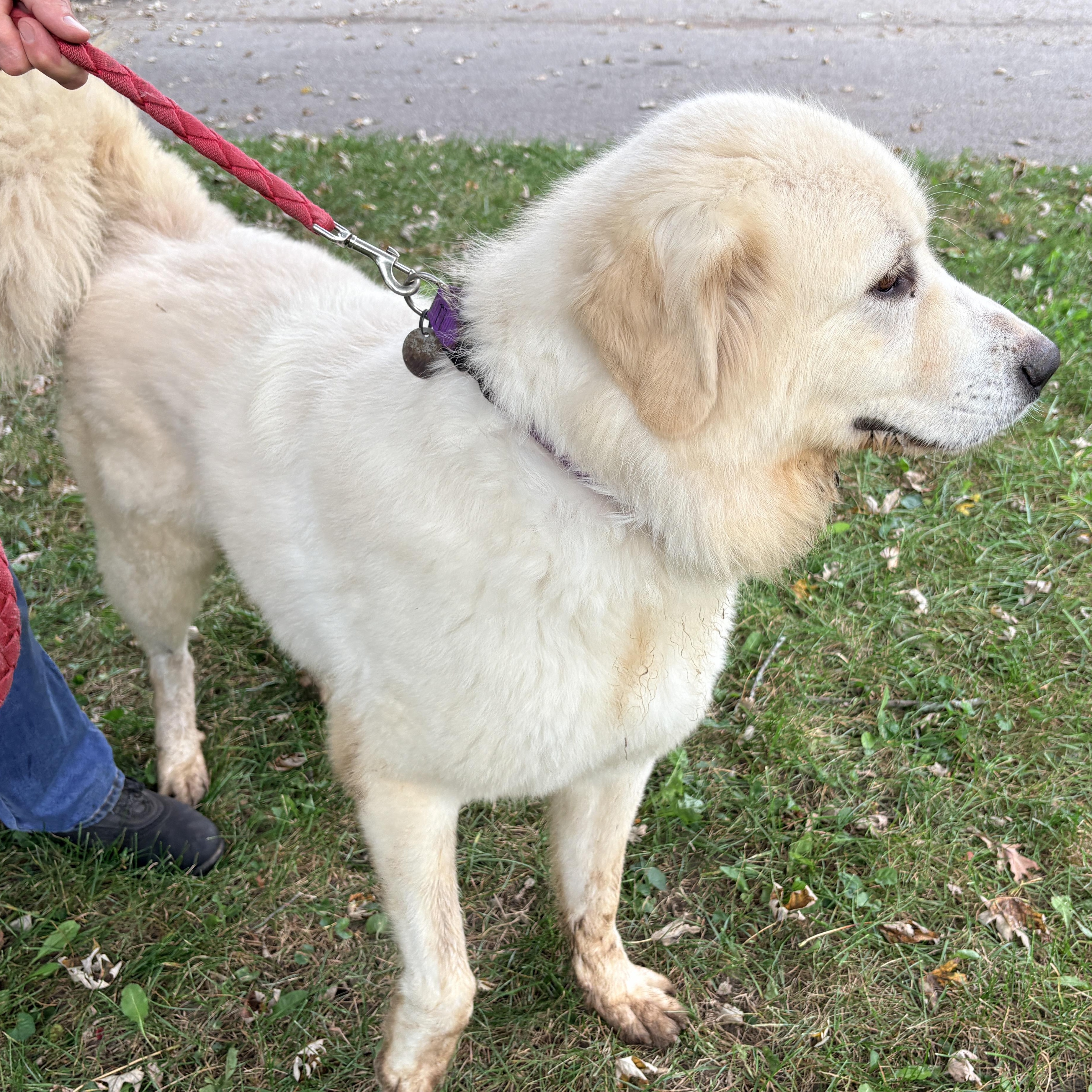 Enlarge Millie New to Rescue - Loves People, a Adoptable Great Pyrenees in Indianapolis, IN image 3/4
