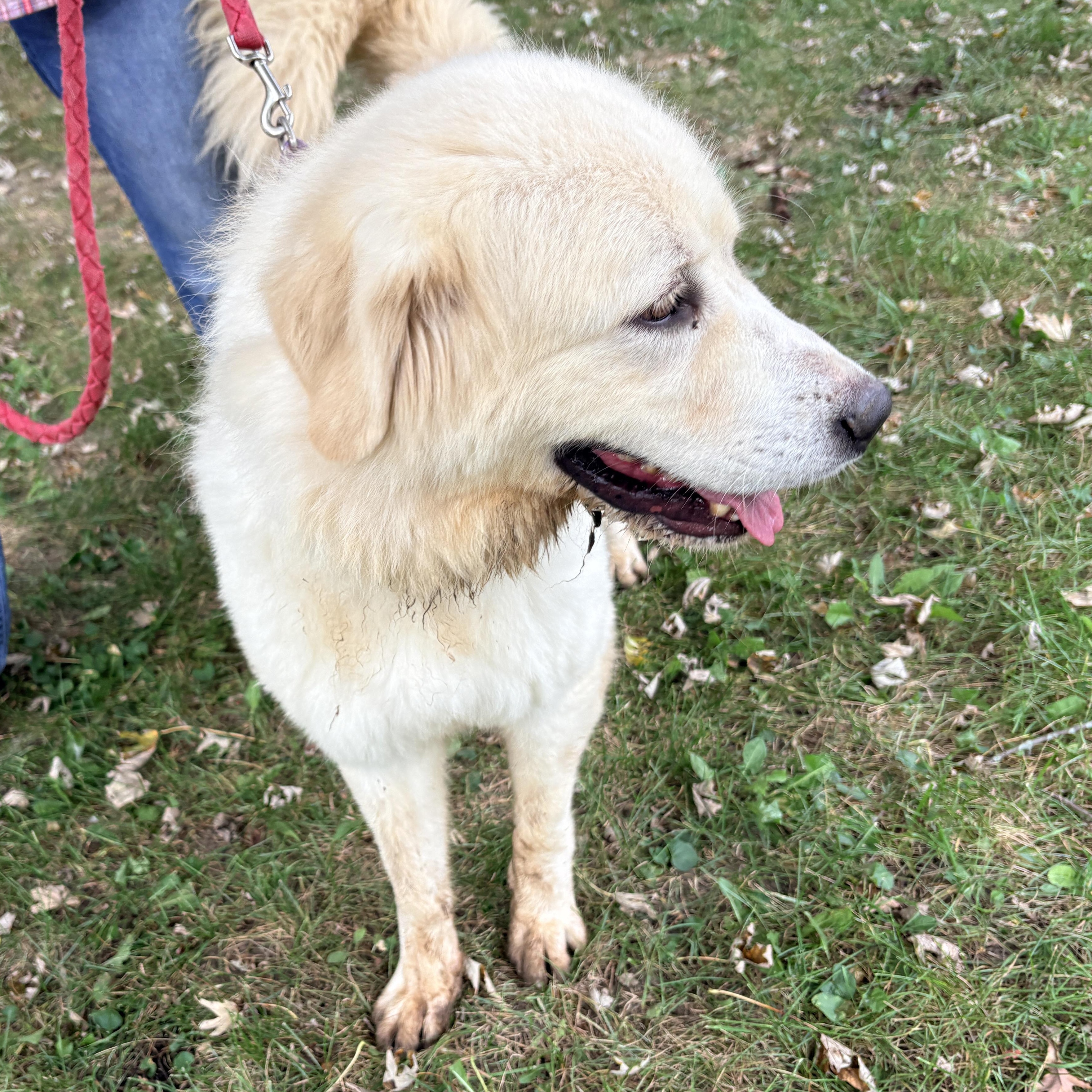 Enlarge Millie New to Rescue - Loves People, a Adoptable Great Pyrenees in Indianapolis, IN image 4/4