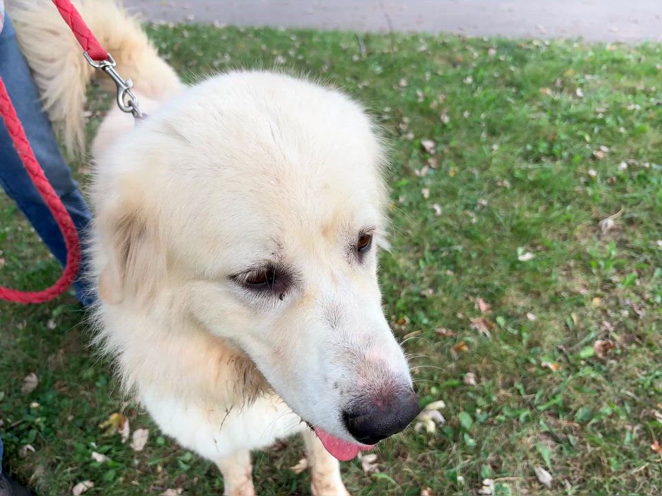 Enlarge Millie New to Rescue - Loves People, a Adoptable Great Pyrenees in Indianapolis, IN video 2/4