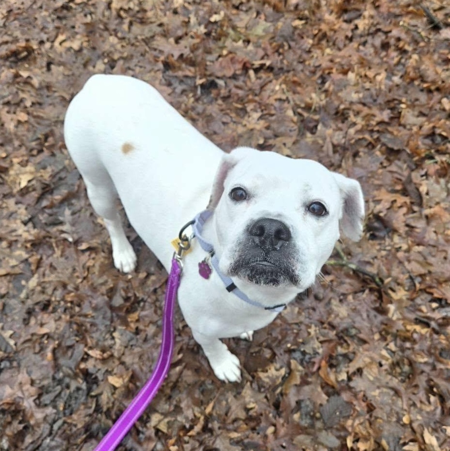 Enlarge Marshmallow, an adopted mixed breed in Grafton, OH image 4/6
