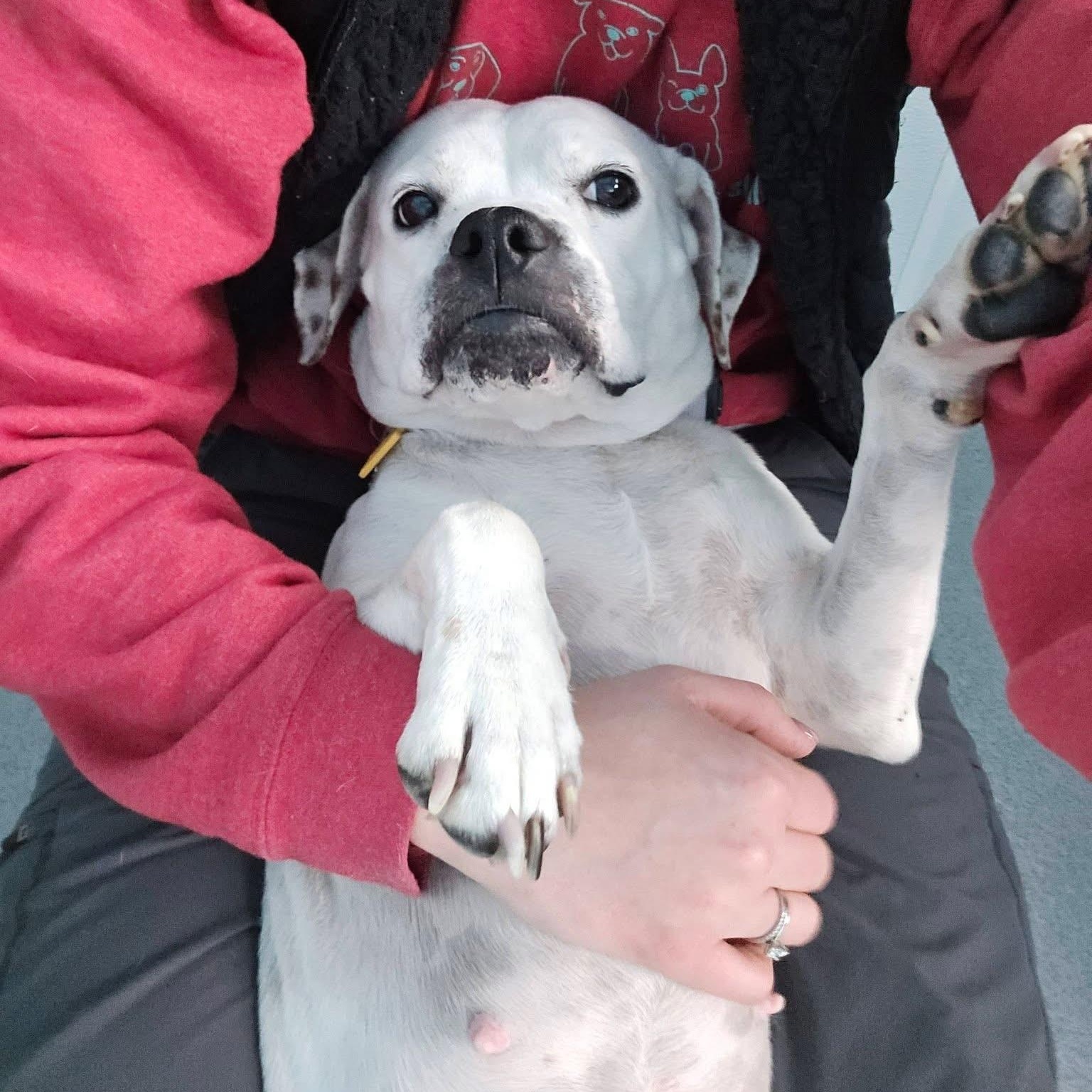 Enlarge Marshmallow, an adopted mixed breed in Grafton, OH image 3/6
