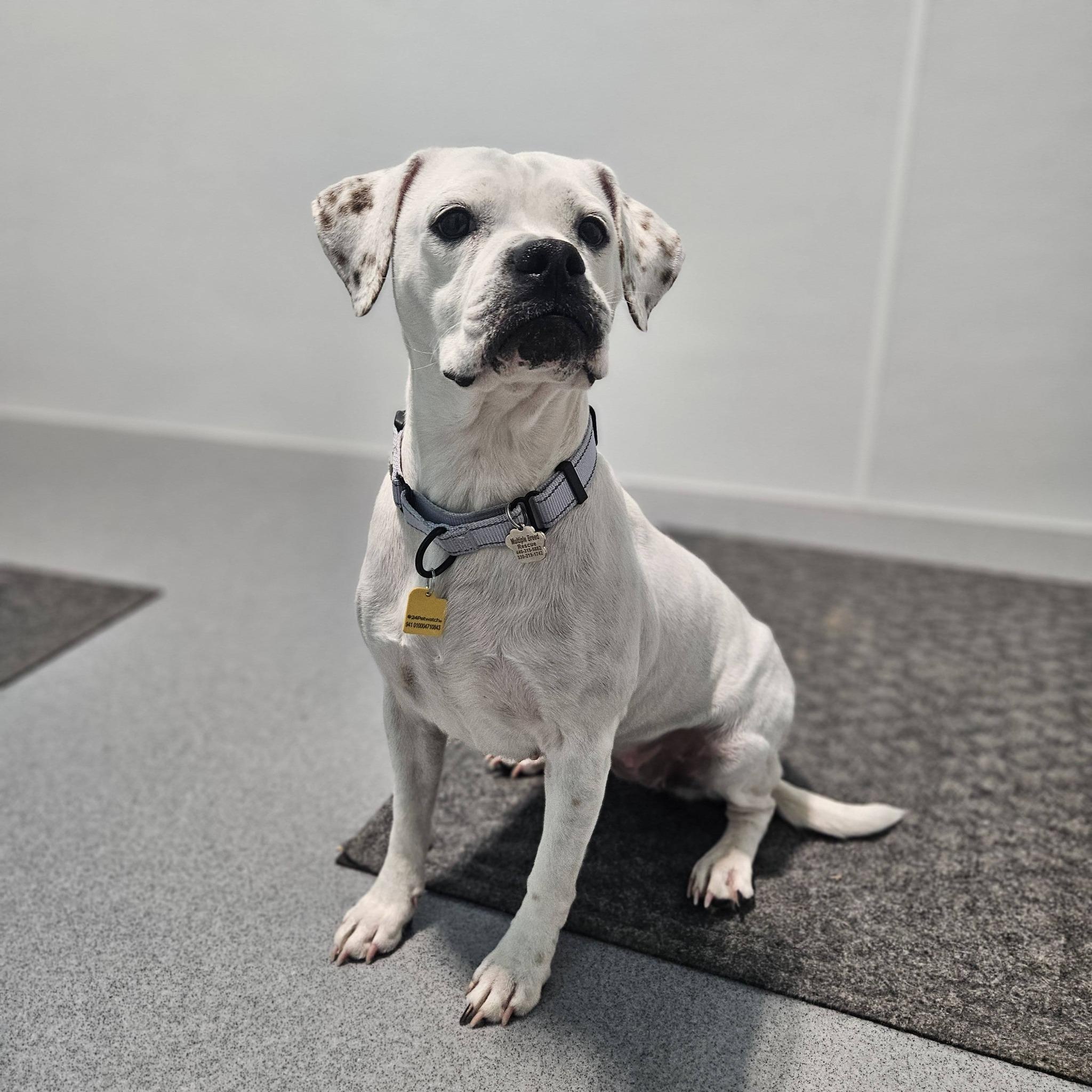 Enlarge Marshmallow, an adopted mixed breed in Grafton, OH image 5/6