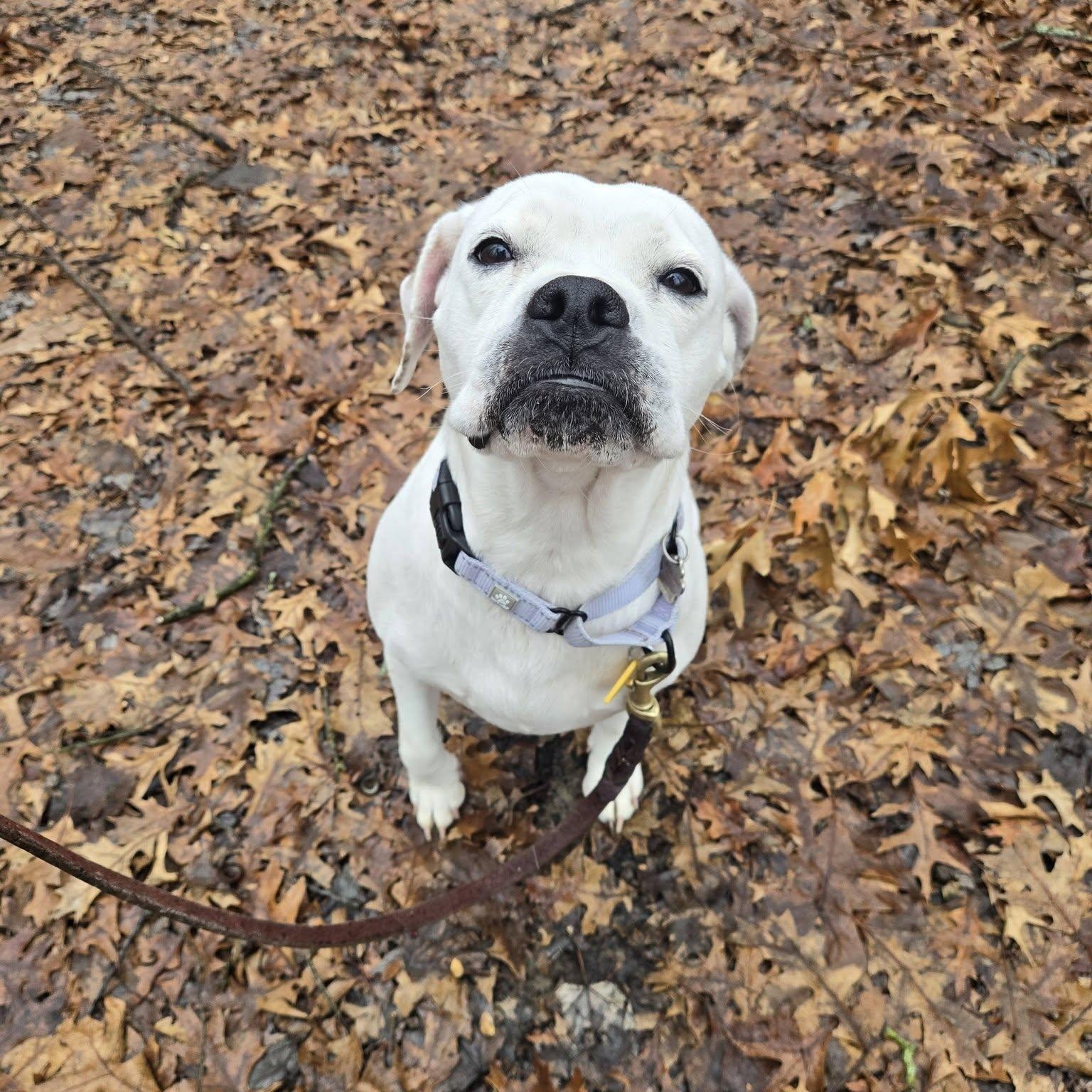 Enlarge Marshmallow, an adopted mixed breed in Grafton, OH image 6/6