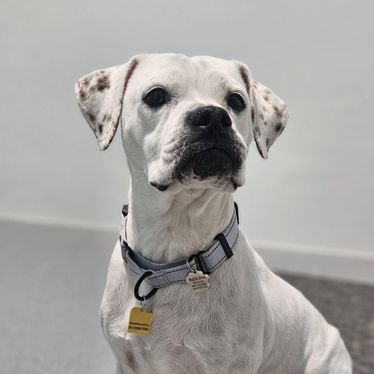 Marshmallow, adopted, Young Female Boxer.