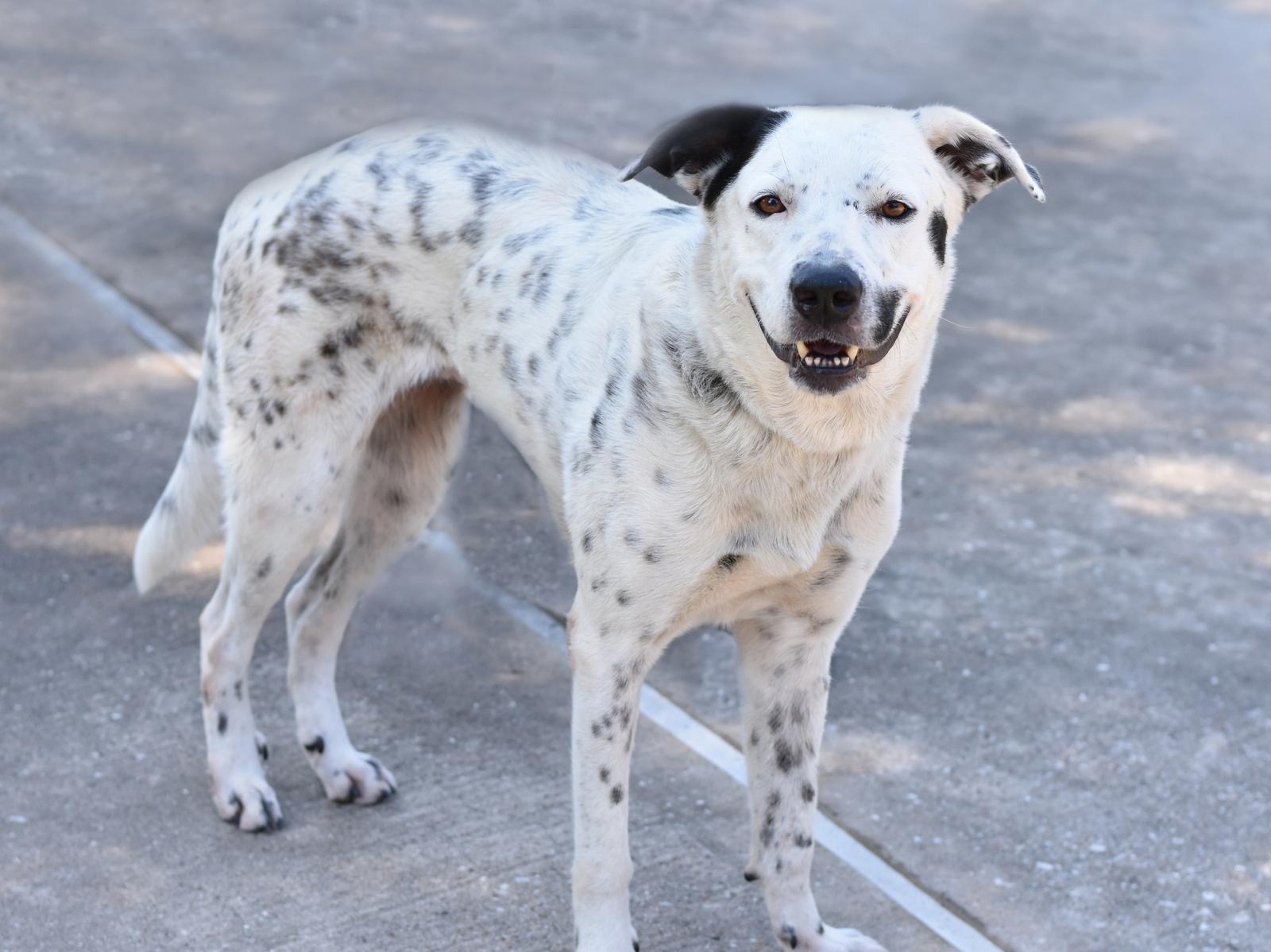 Enlarge Shelby, a Adoptable mixed breed in Grapevine, TX image 4/6