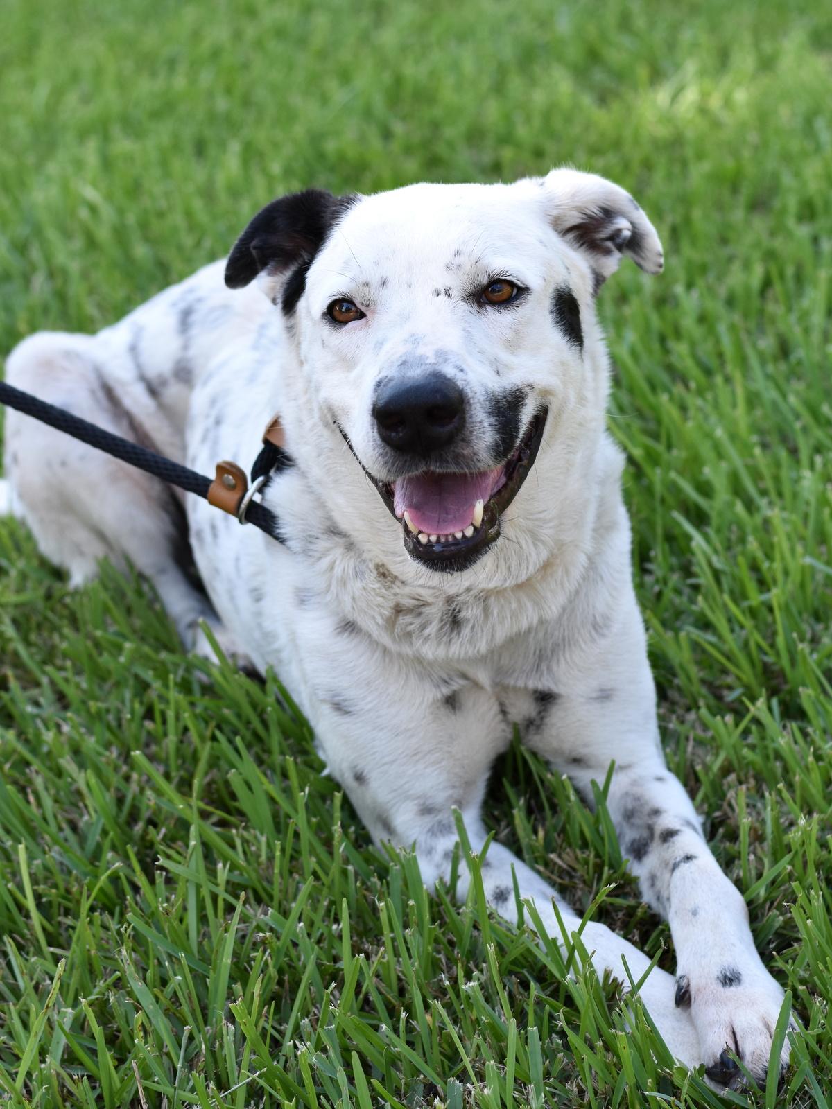 Enlarge Shelby, a Adoptable mixed breed in Grapevine, TX image 2/6