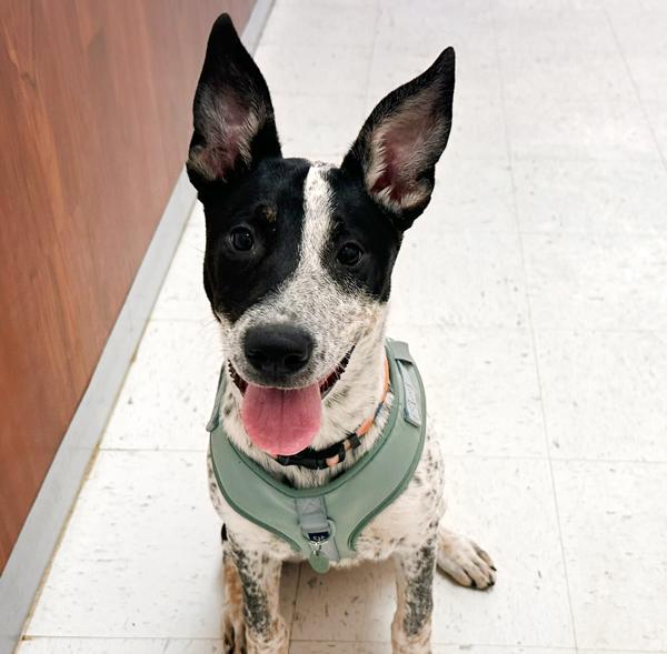 Enlarge Elsie, a Adoptable mixed breed in Fort Davis, TX image 2/6