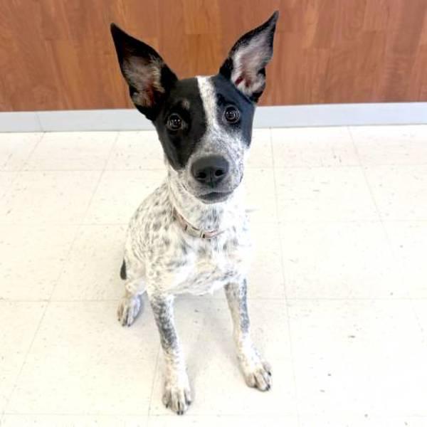 Enlarge Elsie, a Adoptable mixed breed in Fort Davis, TX image 3/6