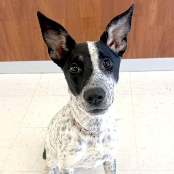 Enlarge Elsie, a Adoptable mixed breed in Fort Davis, TX image 6/6