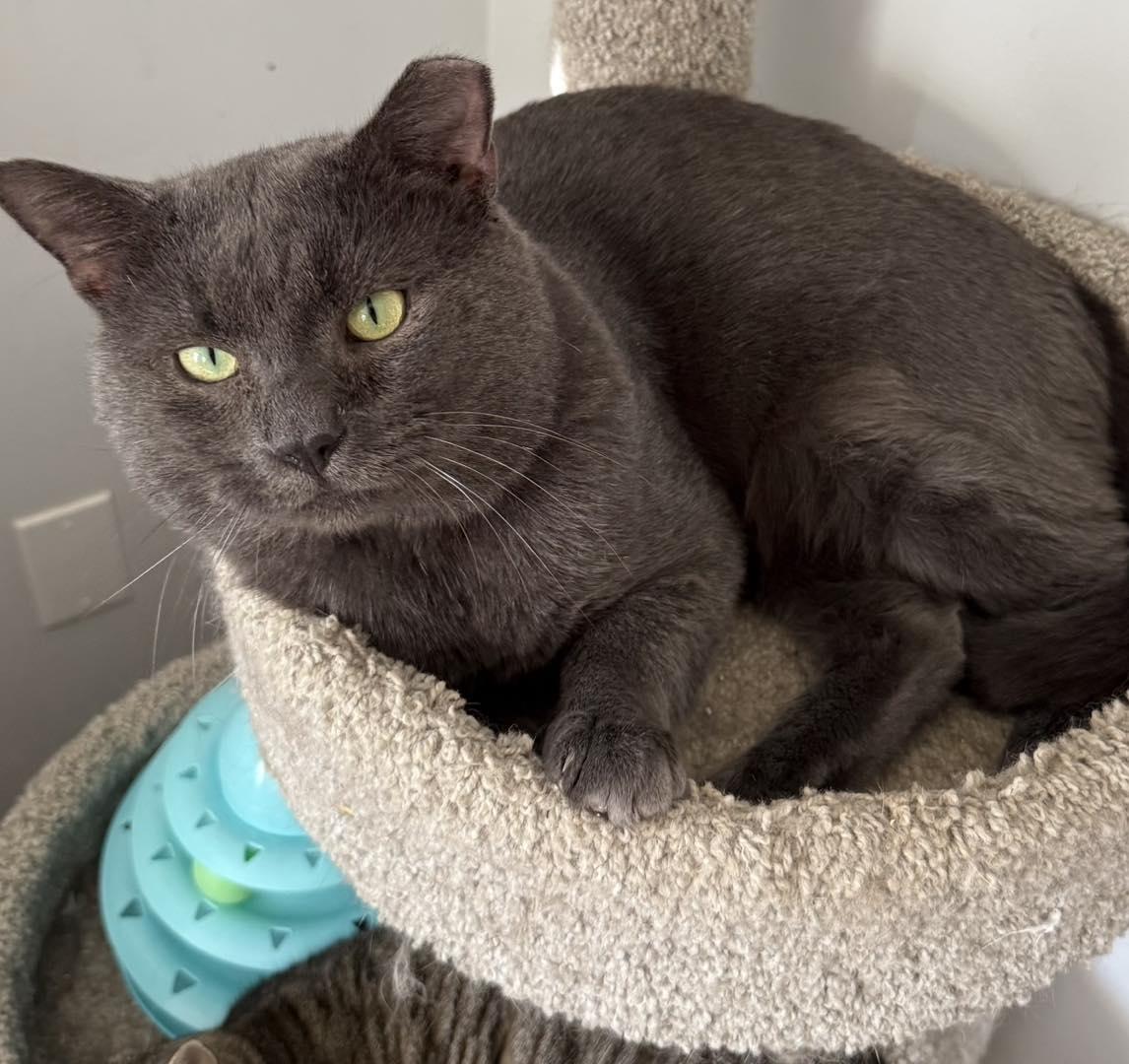 Enlarge Smoky, a ADOPTABLE Domestic Short Hair in Portland, ME image 2/2