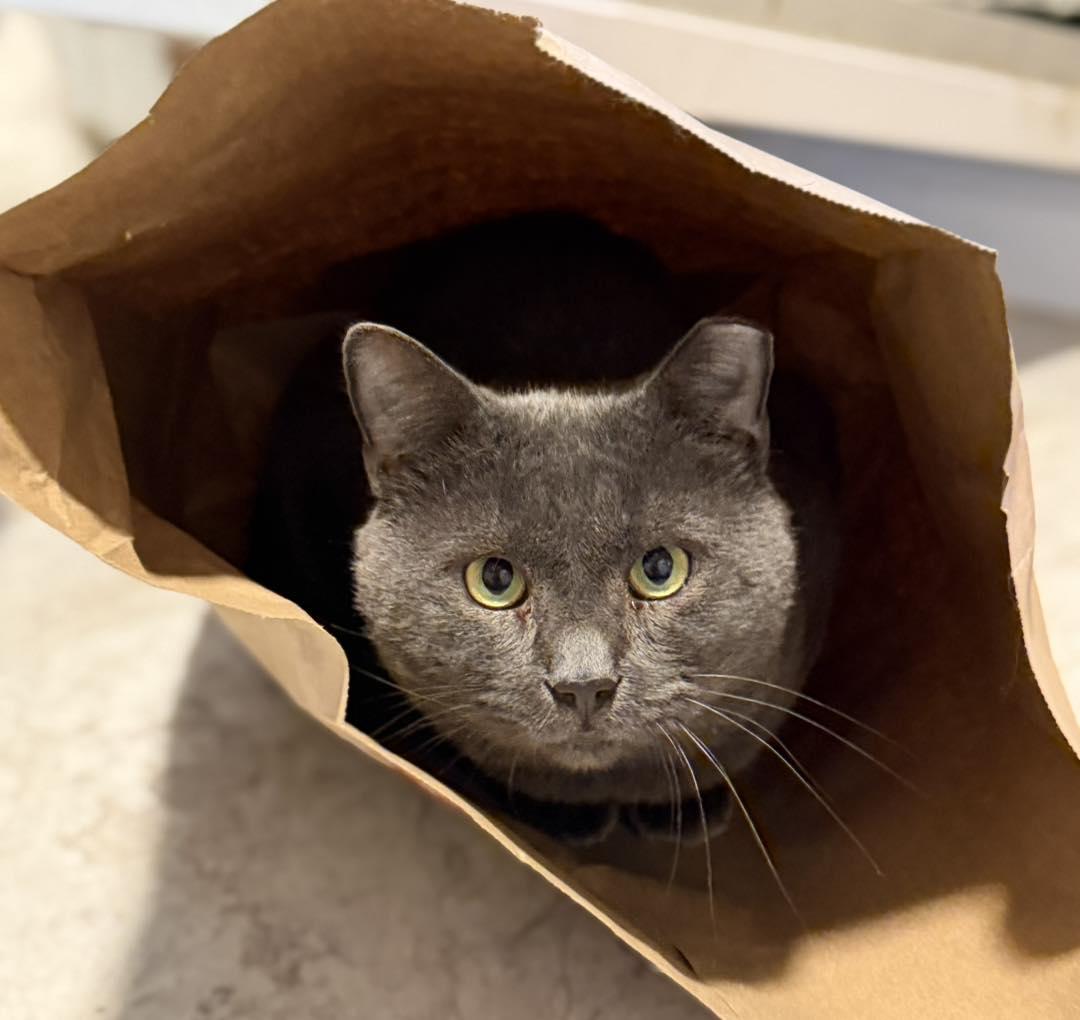 Enlarge Smoky, a ADOPTABLE Domestic Short Hair in Portland, ME image 1/2