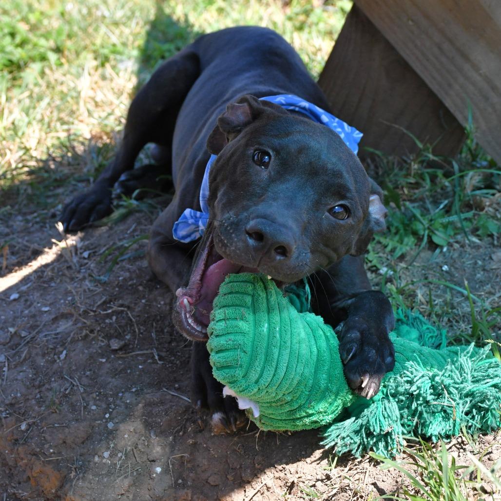 Enlarge Hairy Pawter **Courtesy Post. Out of town pet. See below for details**, an adopted Pit Bull Terrier in Eagle, ID image 1/3