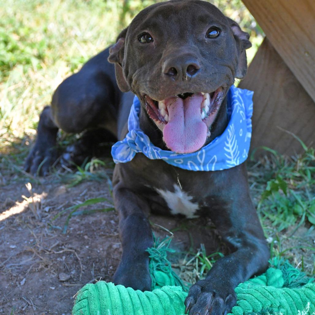 Enlarge Hairy Pawter **Courtesy Post. Out of town pet. See below for details**, an adopted Pit Bull Terrier in Eagle, ID image 2/3