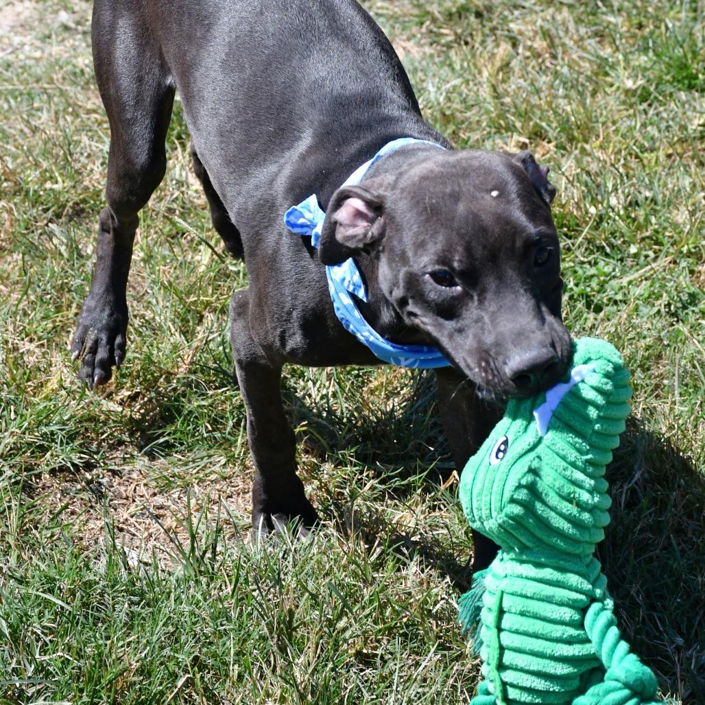 Enlarge Hairy Pawter **Courtesy Post. Out of town pet. See below for details**, an adopted Pit Bull Terrier in Eagle, ID image 3/3