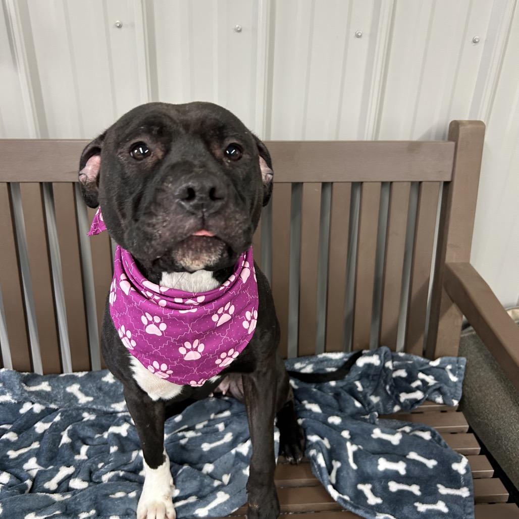 Enlarge Izzy, a Adoptable Pit Bull Terrier in Moravia, NY image 2/3