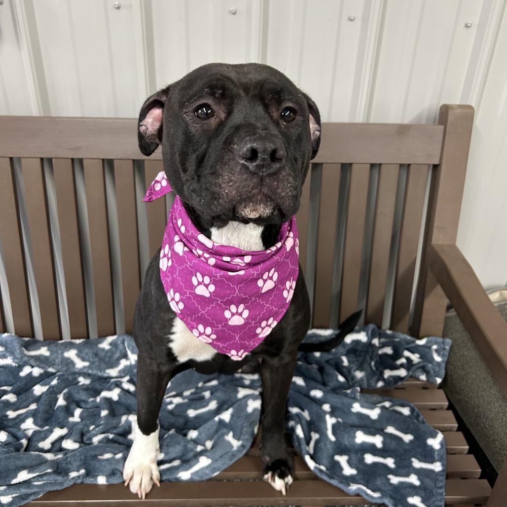 Enlarge Izzy, a Adoptable Pit Bull Terrier in Moravia, NY image 3/3