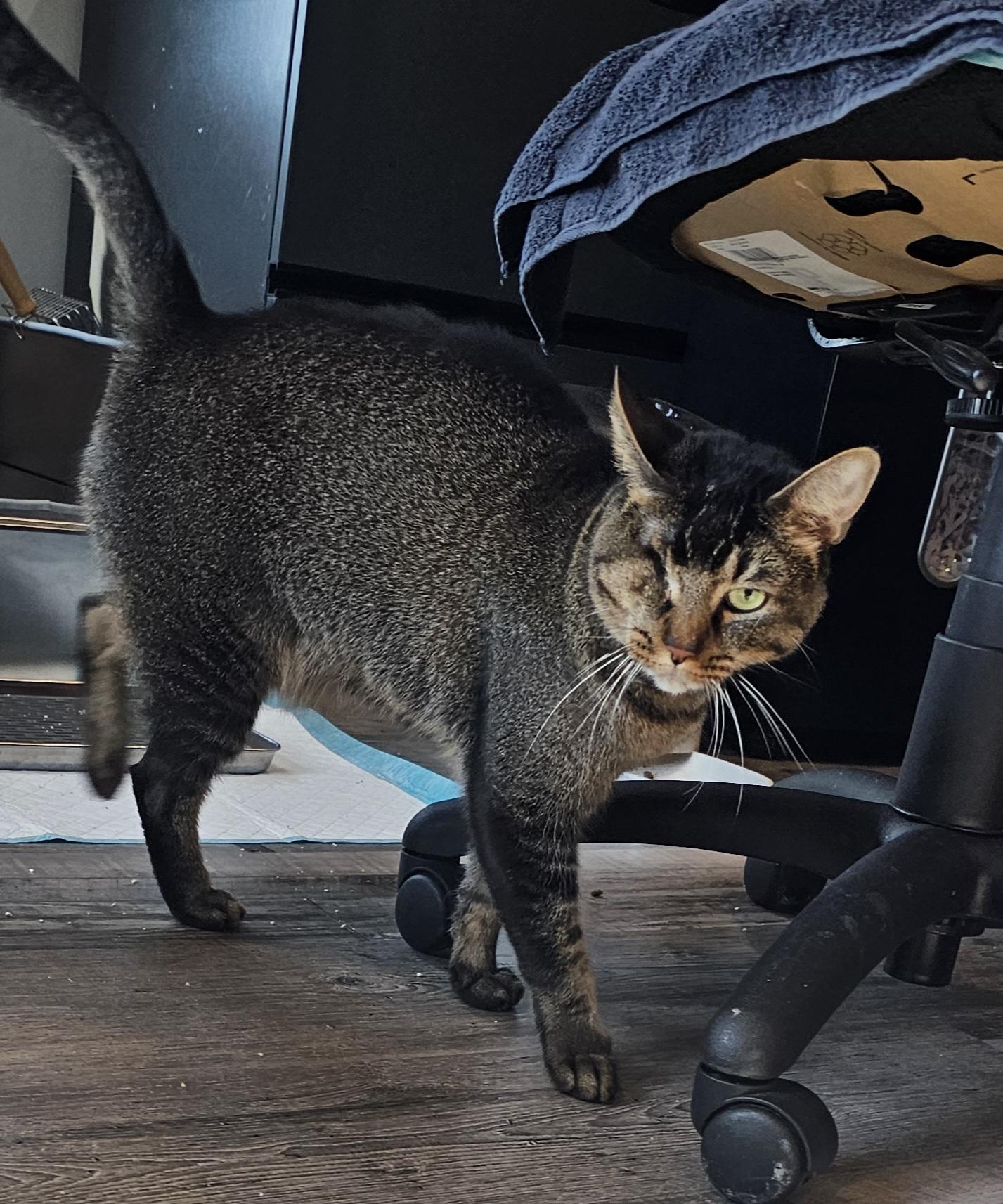 Koda — thumbnail 2