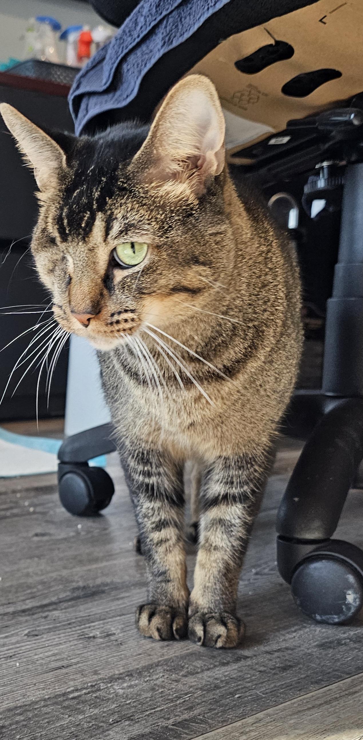 Koda — thumbnail 3