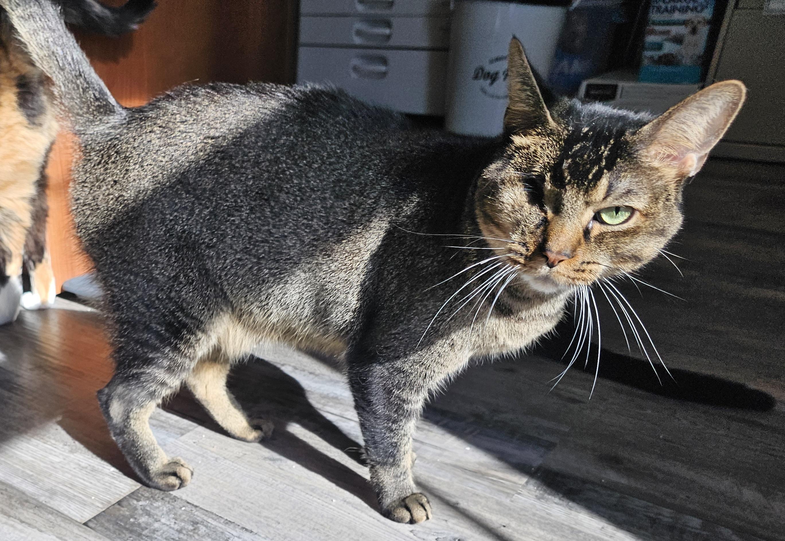 Koda — thumbnail 4