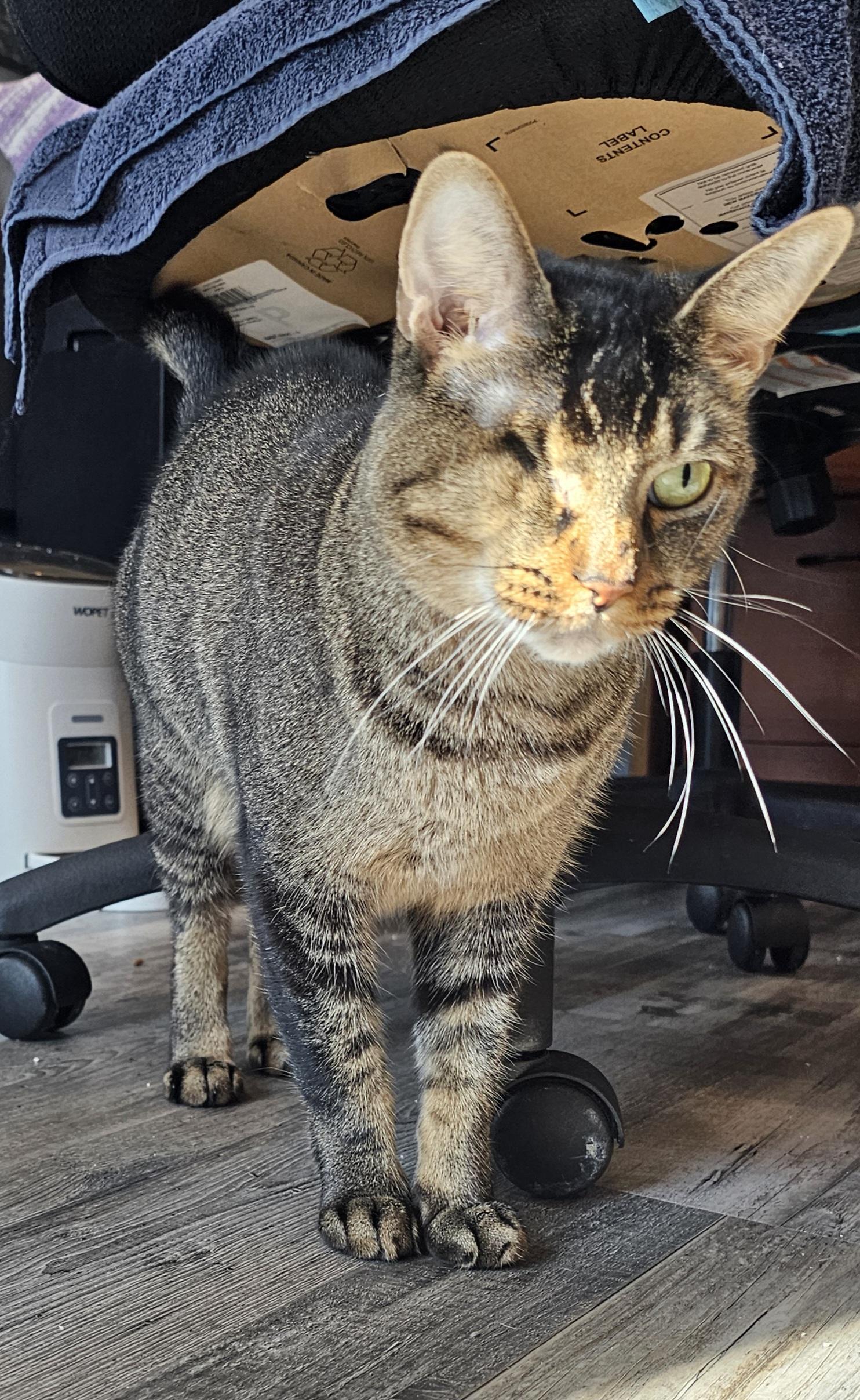 Koda — thumbnail 5