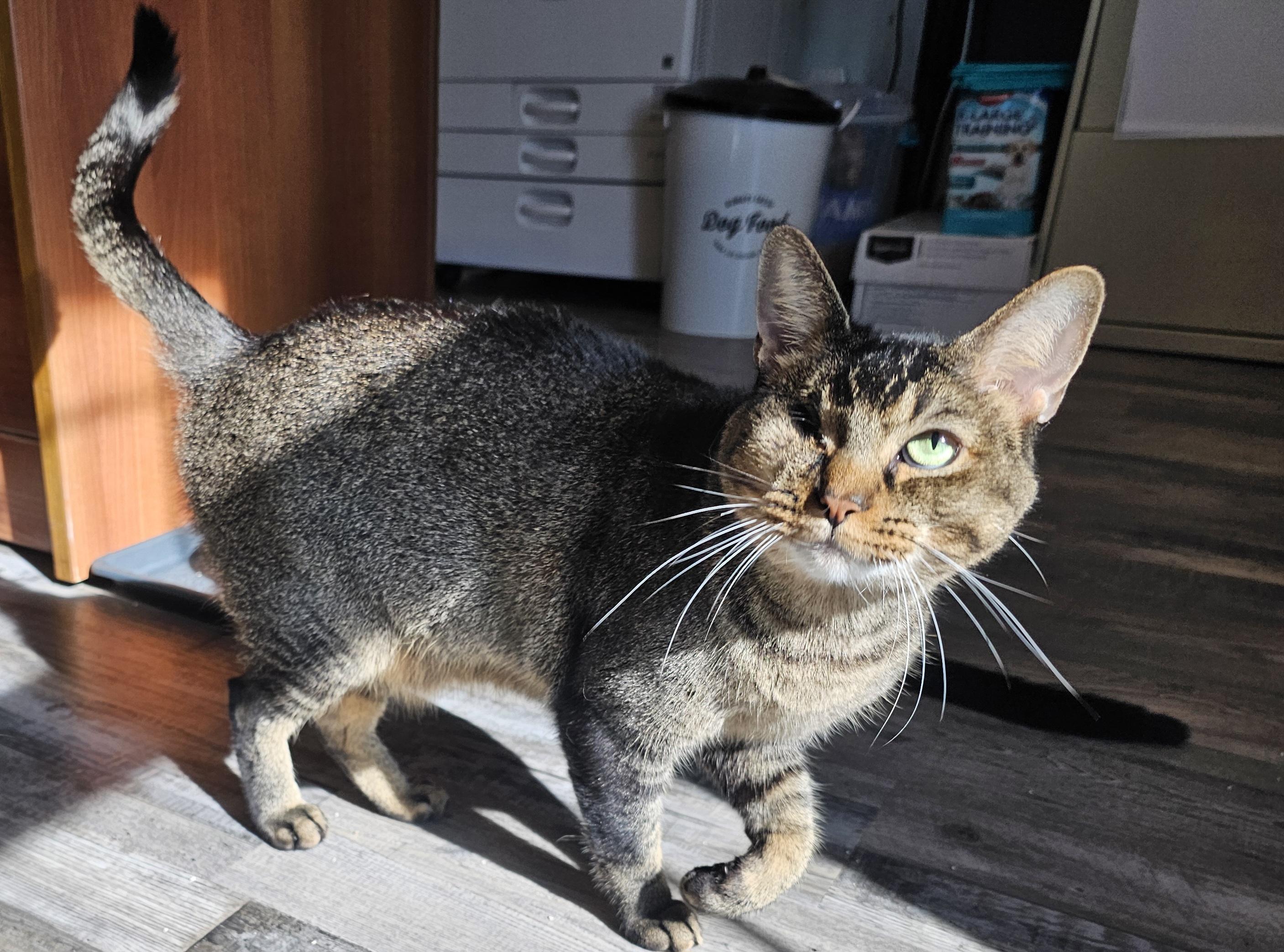 Koda — thumbnail 6