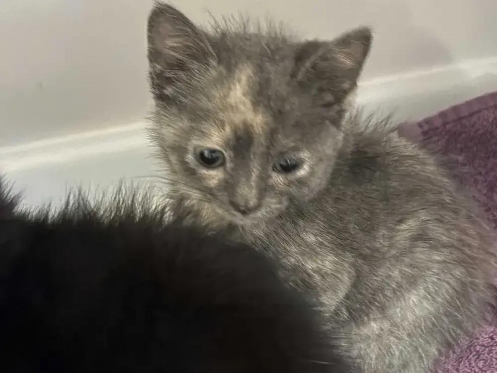 Nuggetz, Adoptable, Kitten Female Domestic Short Hair.